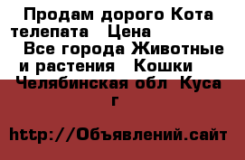  Продам дорого Кота-телепата › Цена ­ 4 500 000 - Все города Животные и растения » Кошки   . Челябинская обл.,Куса г.